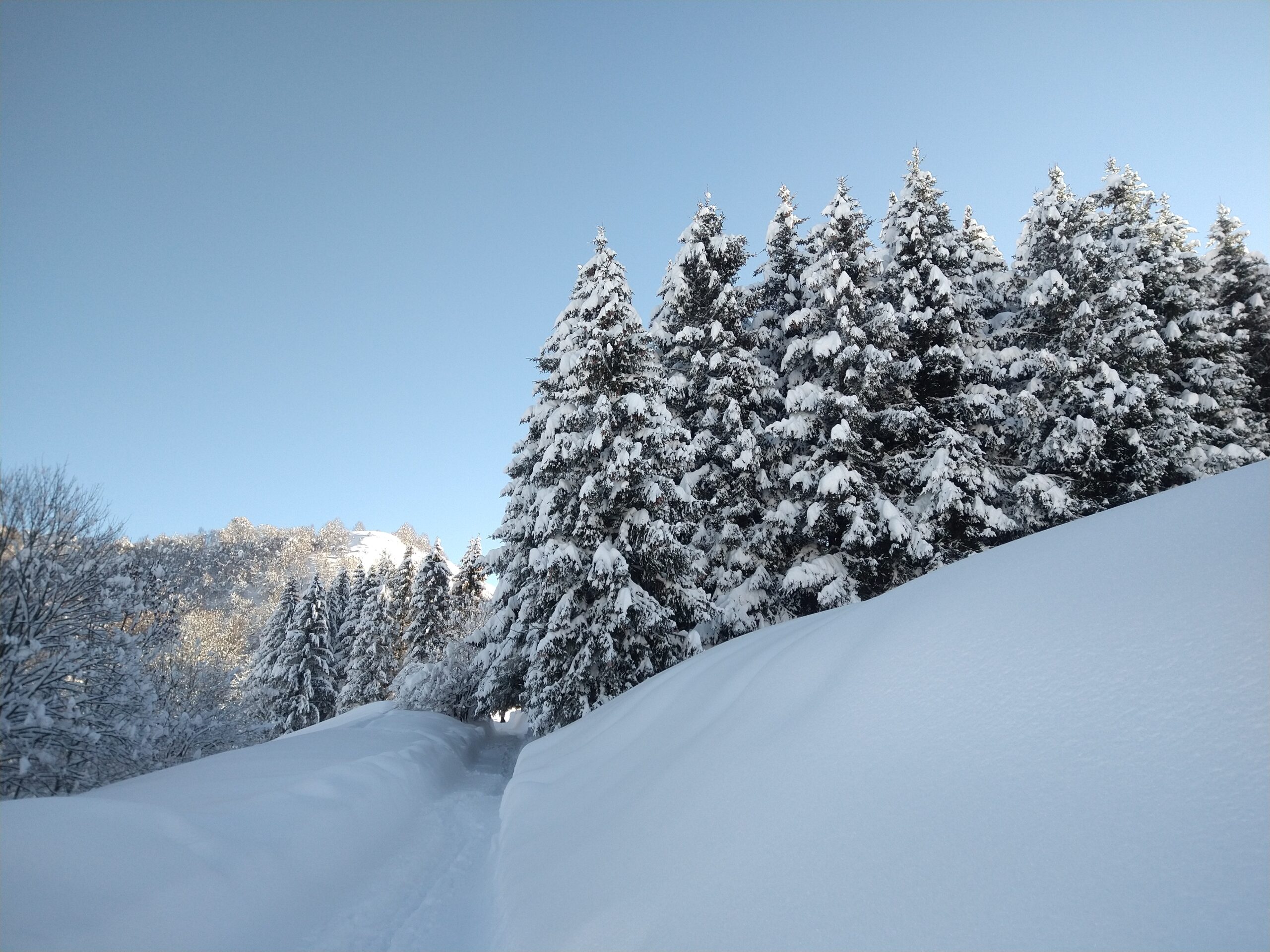 Studio Vidé - Dr. Agr. Francesco Vidé, dottore agronomo, libero professionista, Desio, Monza e Brianza, Lombardia - Privacy policy, immagine paesaggio di montagna innevato con abeti e sentiero